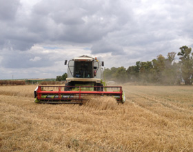foto de cosecha de trigo
